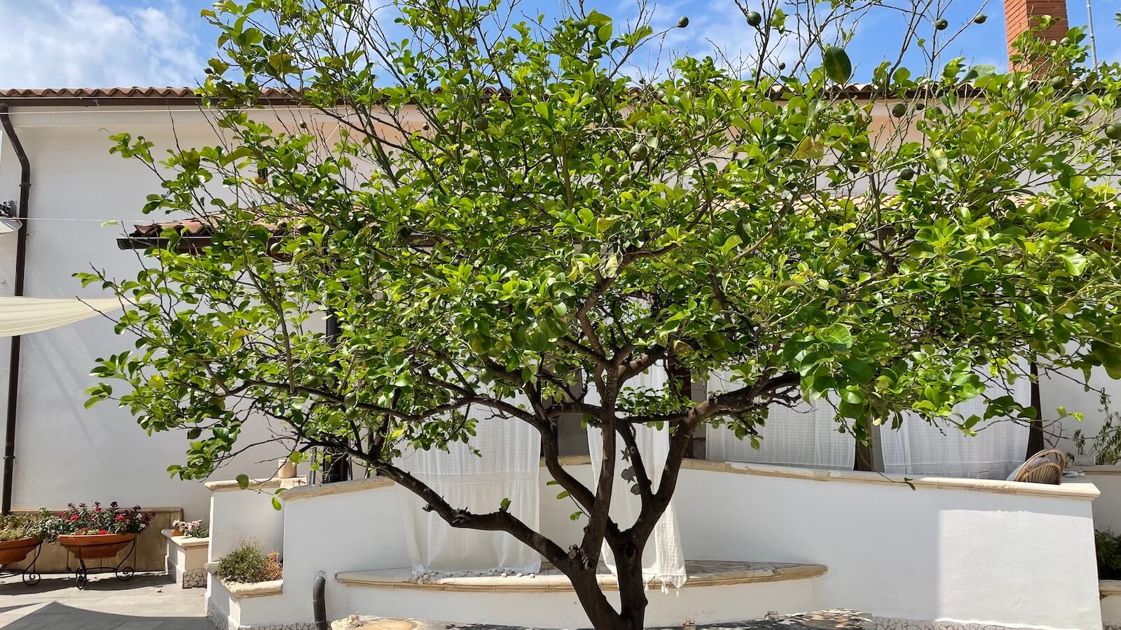 Albero dei limoni